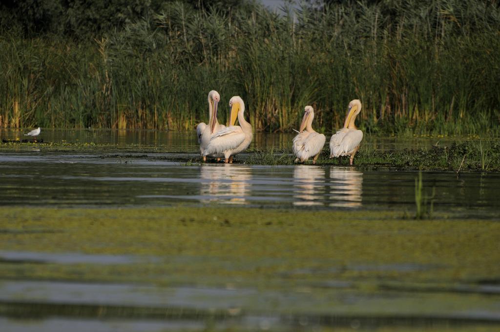 Vila Delta Travel - Mila 23 Mila Douăzeci şi Trei Extérieur photo